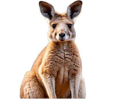 Voucheroo Kangaroo